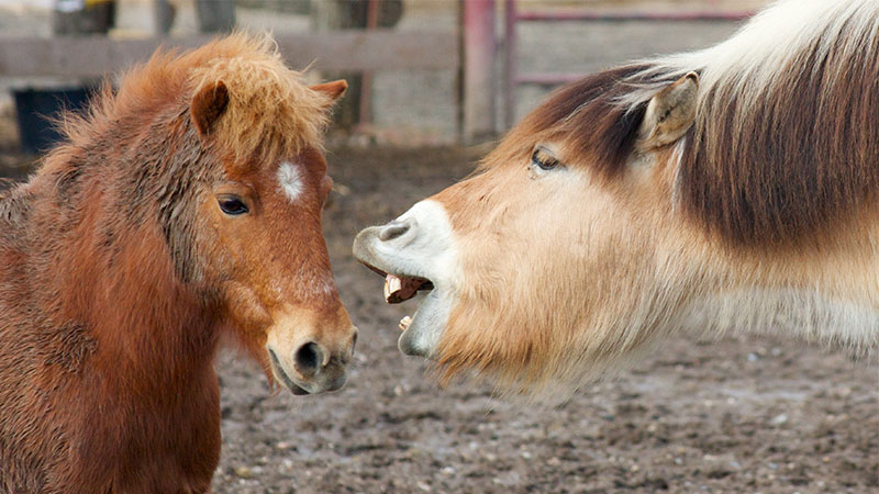 New Year's Eve traditions - farm animals talking