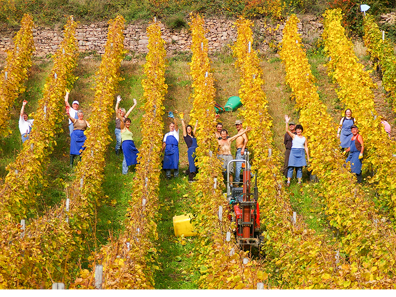 grape pickers for article on where to buy French wines online