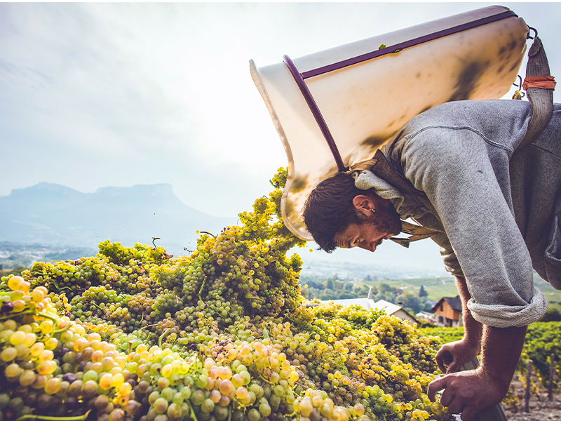 Grape Picker for web article on where to buy French wine online in Hong Kong