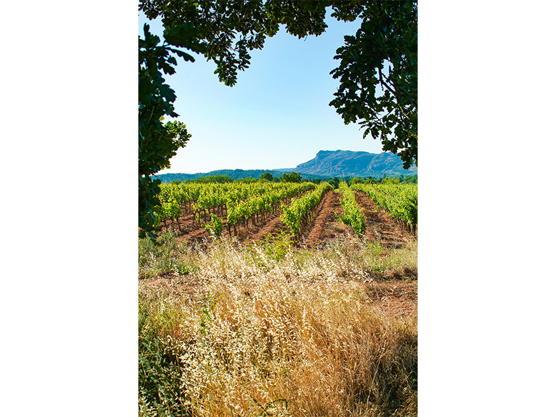 Vineyard - where to buy quality French wines in Hong Kong