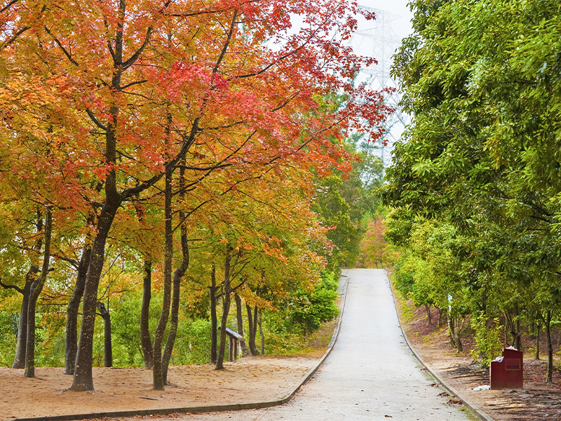Yuen Long in autumn