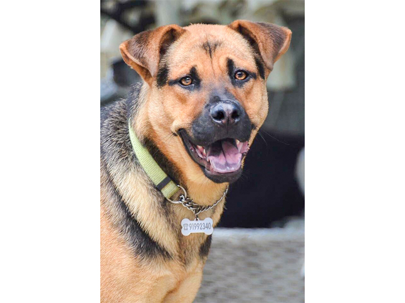 Animal rescue in Hong Kong - SKSFF