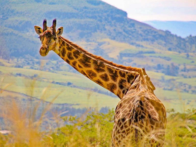 Giraffe in South Africa for web article on Hilton College, one of the best schools in South Africa