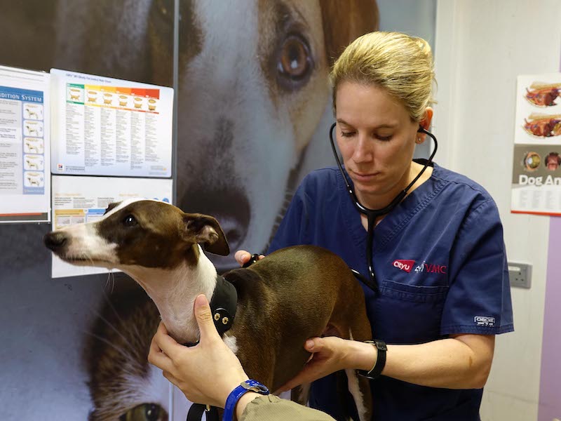 hong kong veterinarians