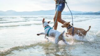 vet advice for hong kong summer with dogs and pet care pet central vet clinic, pet safety tips