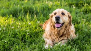 how to care for a senior dog, pet central