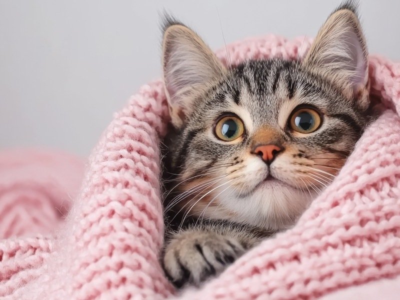 how to look after a cat, pets central
