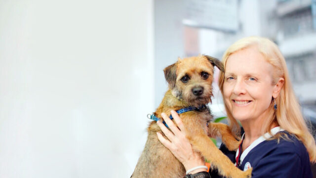 puppy food , adopted a puppy, how to look after a cat, pets central